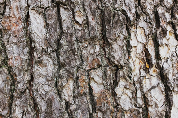Pine tree bark texture. Close-up as a background in full screen