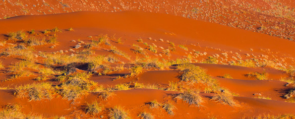 Gemsbok or gemsbuck (Oryx gazella), Namib Desert, Namibia, Africa