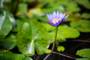 lotus flower on the water