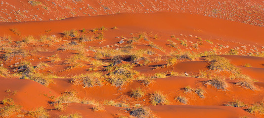 Gemsbok or gemsbuck (Oryx gazella), Namib Desert, Namibia, Africa