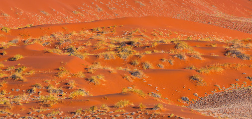 Gemsbok or gemsbuck (Oryx gazella), Namib Desert, Namibia, Africa