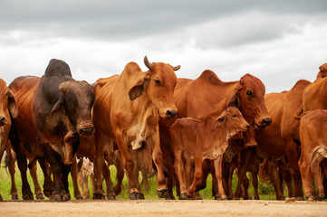 a herd of brahman cattle in Kwazulu Natal, South Africa, bunched, group, cows, bulls, calves