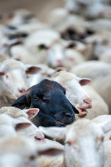 Herd of sheep, all white, one has a black face, black sheep, stand out, 