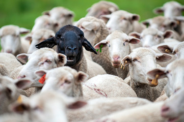 Herd of sheep, all white, one has a black face, black sheep, stand out, 