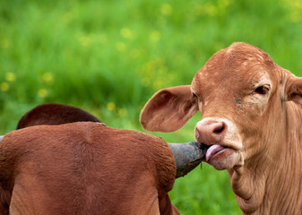 A young brown calf, cow, licking, sucking the horn of another cow, mother, affection