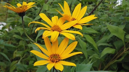 Flowers of Jerusalem artichoke (Helianthus tuberosus).