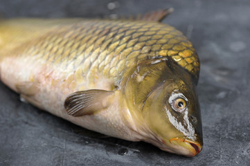 Freshly caught carp on a dark surface. Close-up. Macro shot.