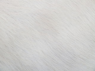 Natural animal fur background texture,(White goat hair) for background and Design