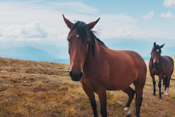 Dark-colored horses graze in the mountains in the mountains. A beautiful herd of horses in the wild