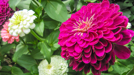 Bright dahlia flowers of red, white and pink flowers grow in the garden, close-up