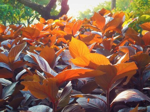 Morning sun Shining with copper leaf or (Acalypha wilkesiana),Emilia sonchifolia DC, Copper leaf, Painted copperleaf, Jacob's coat  Makes the leaves very beautiful.