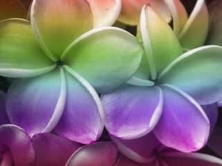 Beautiful plumeria flower on pastel background.