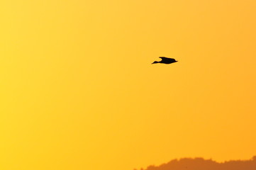 渡り鳥