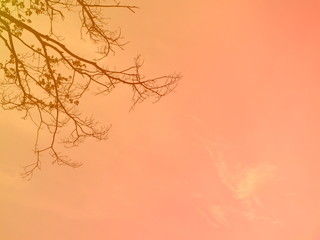 Dry twigs on a pastel sky background.for background