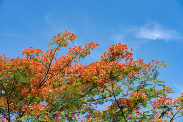 The Flame Tree or Royal Poinciana on the blue sky
