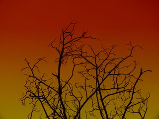 Fototapeta na wymiar The silhouette of the branches on the background, the light, the sun is falling.for background