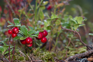 collecting cranberries in autumn in Swedish forests