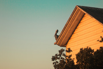 Pajaro en el techo de una casa de vacaciones en verano