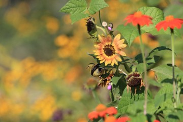 American goldfinch on sunflowers