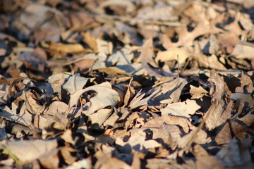 Fall Leaves