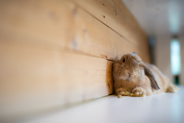 Closeup Little Cute rabbit on the wooden table