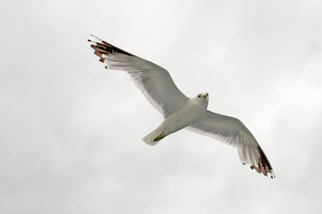 sea gull flying on the sky
