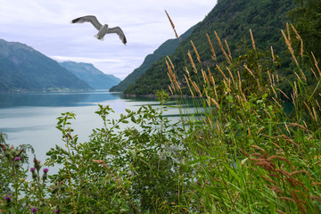 Odda, Norway, Norwegian fjords landscape coastal view with sea gull, rushy shore.