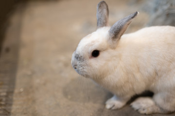Closeup Little Cute rabbit on the floor