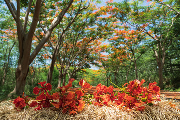 The Flame Tree or Royal Poinciana tunnel