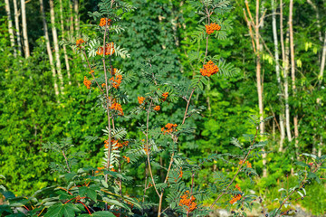 Red rowanberries bunches in green forest, Norwegian nature.