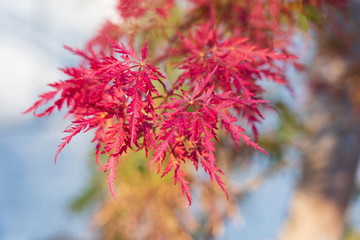 Japanese autumn red Color leaf on the tree