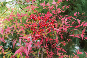 Fresh redcurrant Ribes rubrum