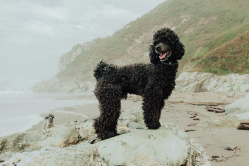 Poodles in nature