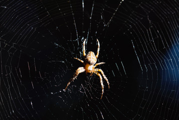 Spider on web, macro world, macro animals