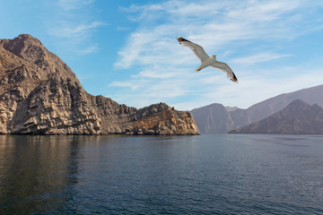 Fototapeta na wymiar Oman fjord with flying seagull, sea mountain landscape