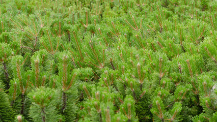 Many young and green pines together.Pine nursery.