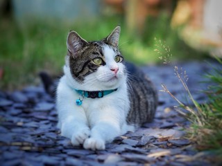 cat in garden