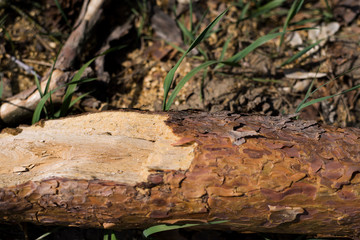 cut tree in a small old village