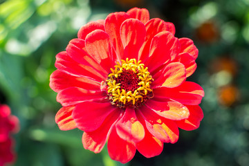 Red flower