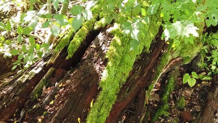 Fallen rotten tree trunk in forest, partially covered with moss.