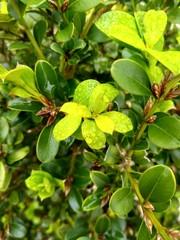 Obraz premium branch of a tree