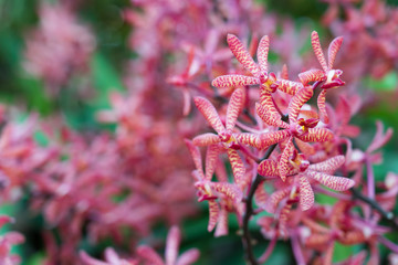 Naklejka premium Beautiful orchid flowers background in the garden