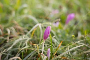 Colchicum autumnale in a dew-lit meadow