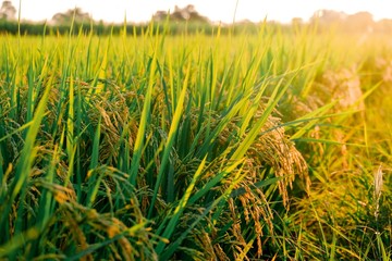 Rice fields with sun light at the sunset of countryside in thailand
