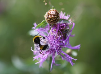 Honeybee collecting nectar on purple wildflower in summer field in the countryside