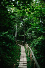 Fototapeta premium The wooden path in the forest leads. journey ahead. quiet lane. Wood plank walkway through woods. Place for text.