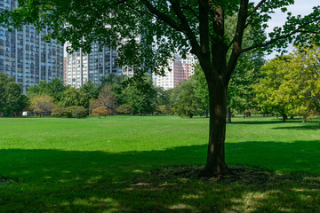Fototapeta na wymiar Tree and Shade at a Park in Edgewater Chicago with Residential Skyscrapers