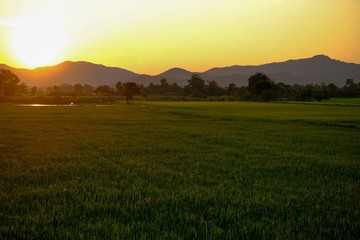 sunset over rice green fields of countryside in thailand