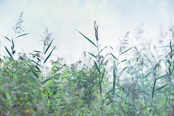 Reed and other vegetation in mist on summer morning.