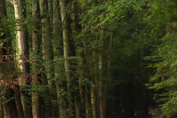 Row of tree trunks on forest path in sunlight on summer morning.